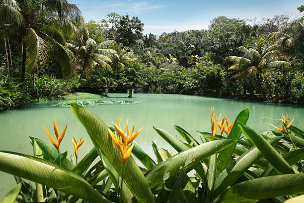 Jamaica_Rainforest